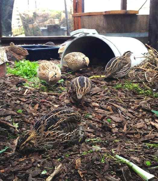 Keeping Backyard Quails Efficient Home Grown Protein Milkwood
