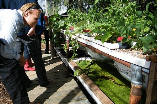 inspecting the growbeds with fish food makers beneath