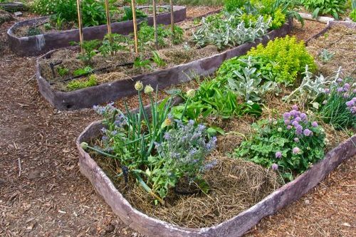 No-dig garden beds with ferrocement edges: all finished!