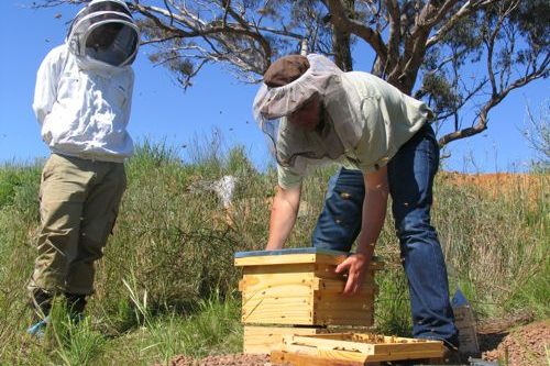 Tim checks how the bees travelled. Floyd looks on respectfully.