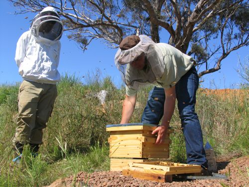 Tim checks how the bees travelled. Floyd looks on respectfully.