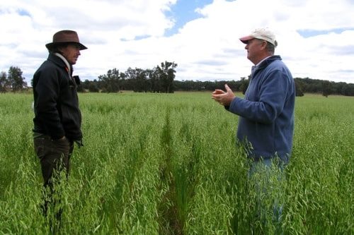Darren Doherty and Col Seis discussing pasture cropping in Col’s pasture cropped oatfield