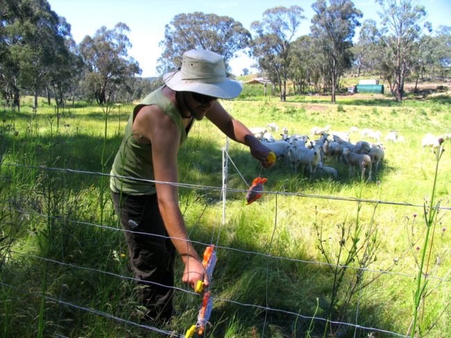 Floyd un-hooks the ends of the electric fence to let the sheep into the next cell