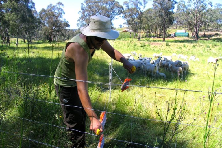 Floyd un-hooks the ends of the electric fence to let the sheep into the next cell
