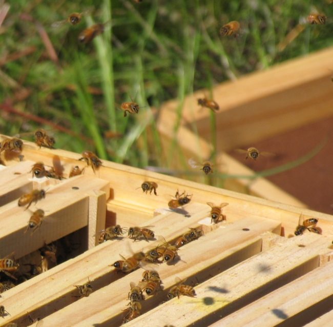 Bees taking flight from a warre hive on a sunny day, off in search of nectar and pollen for thier extended family
