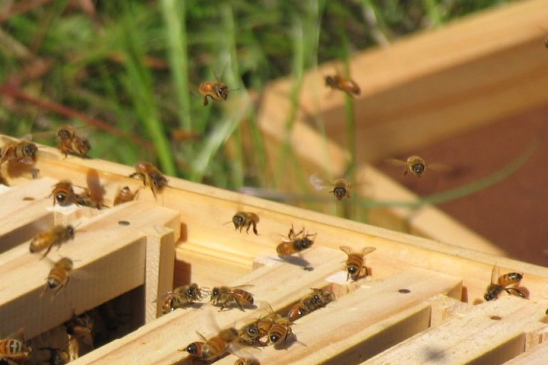 Bees taking flight from a warre hive on a sunny day, off in search of nectar and pollen for thier extended family