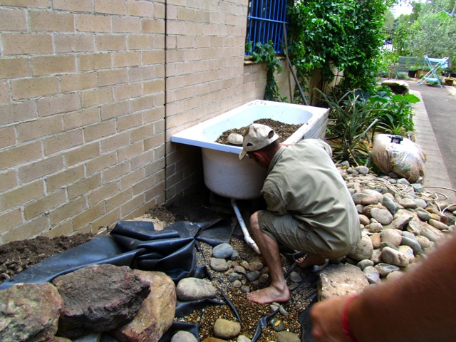 DIY urban bathtub aquaponics system - Milkwood ...