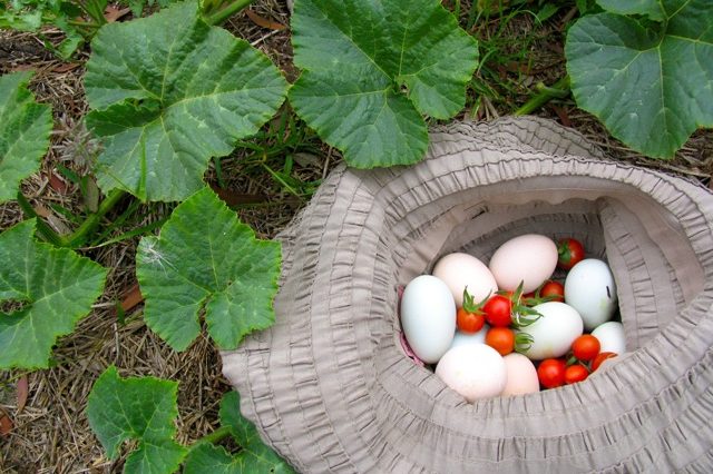 in the food forest