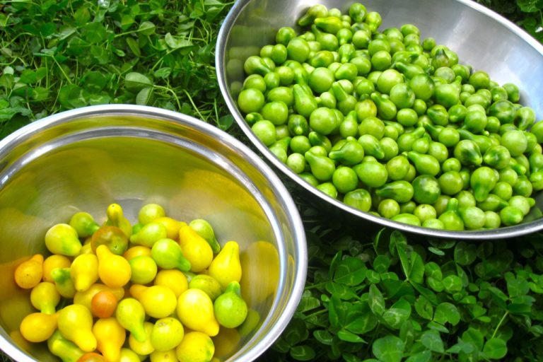 Ratio of yellow to green tomatoes. Time for pickling.