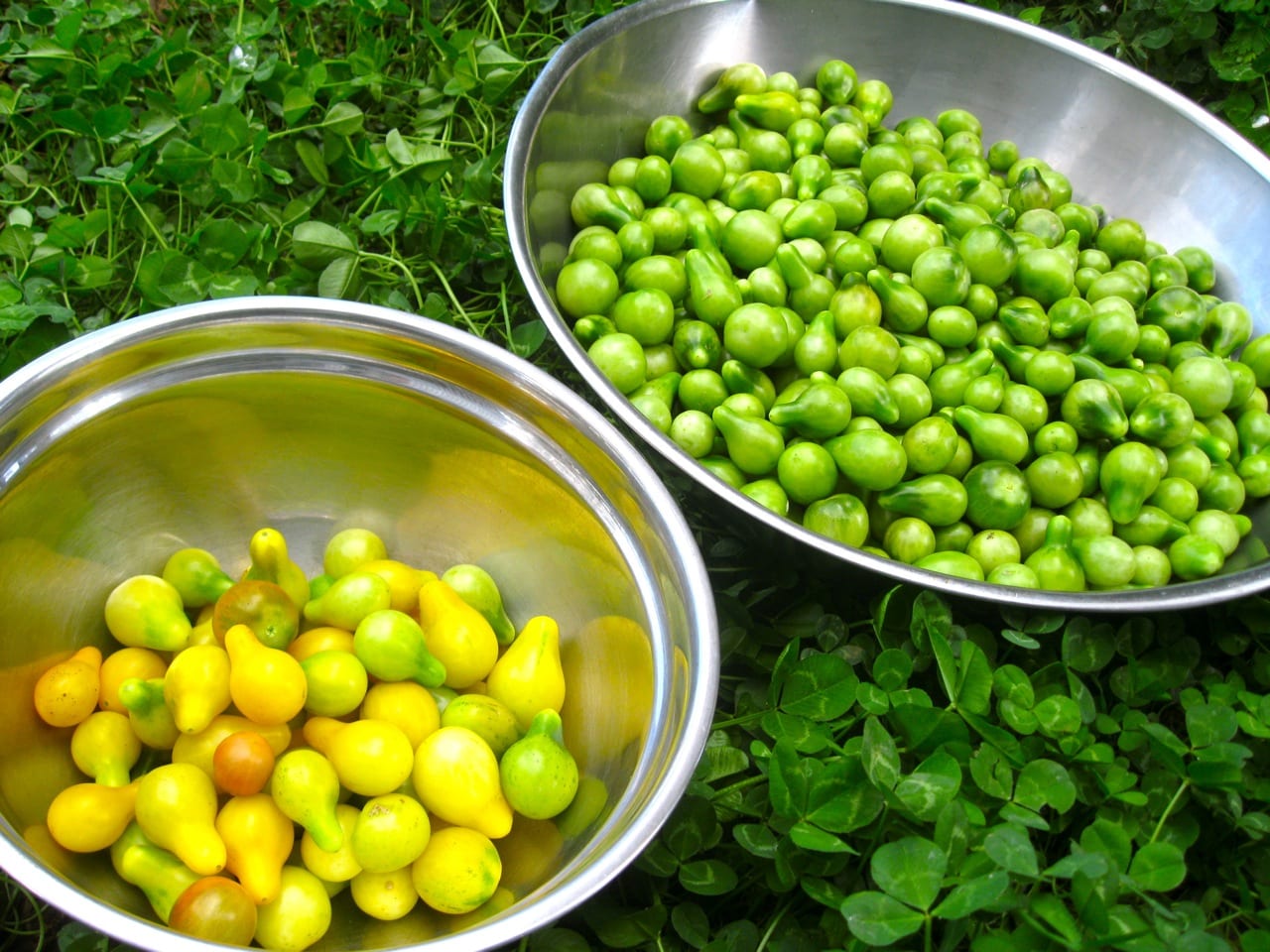 Ratio of yellow to green tomatoes. Time for pickling.