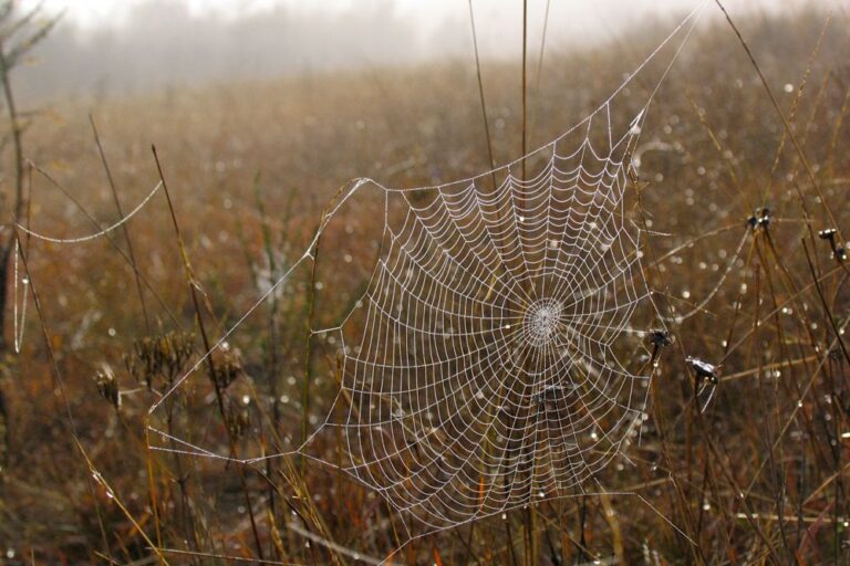 spiderweb 2