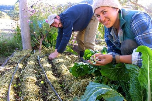 chris and bel planting
