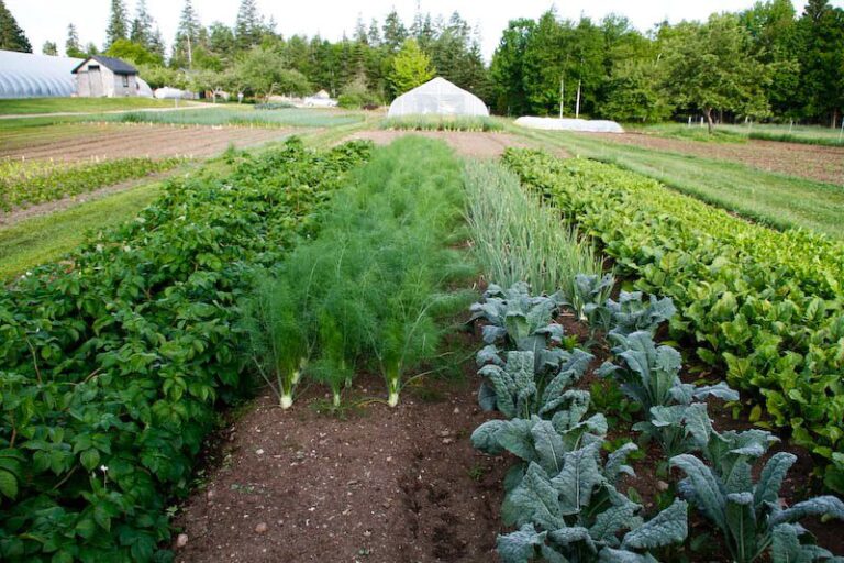 four-season-farm-lots-of-nutrition-in-one-place