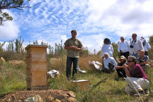 Tim Malfroy, warré hive, class