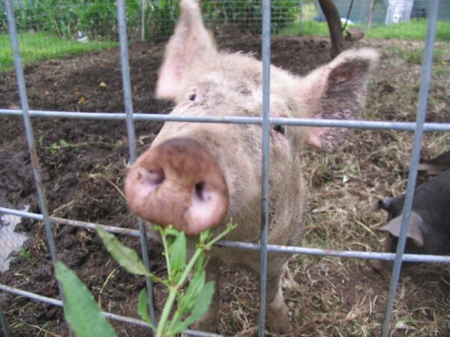 pig int he pig tractor