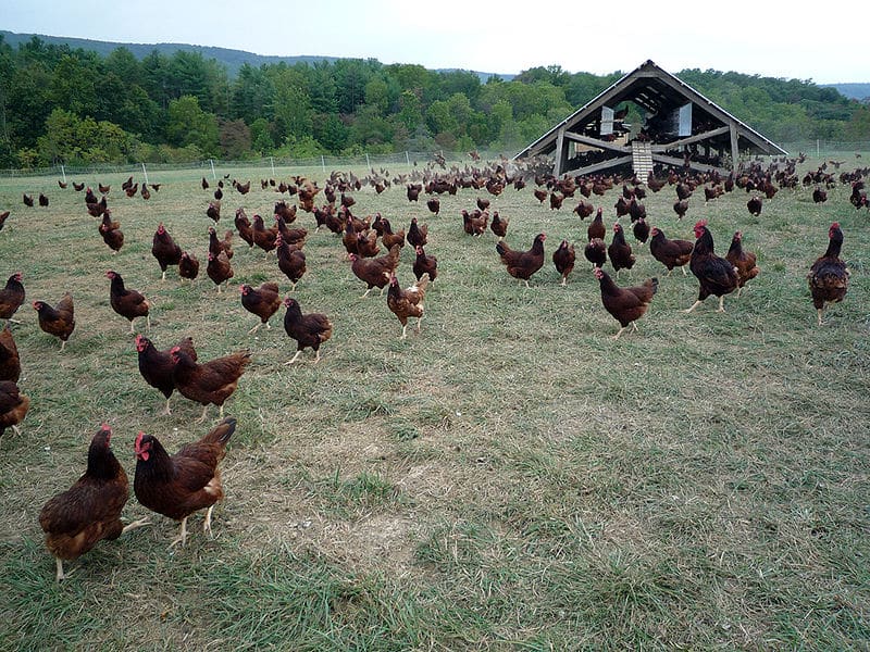 800px-Eggmobile_and_flock_of_chickens_at_Polyface_Farm