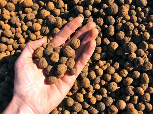 seed balls