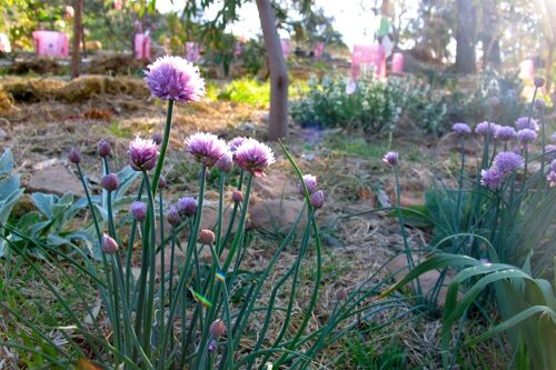 IMG_1857
