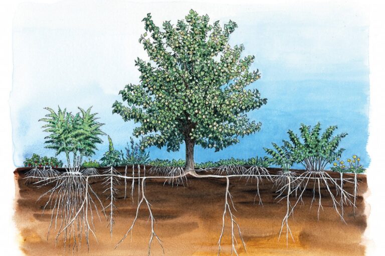 edible forest gardens