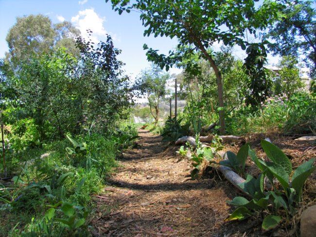 milkwood_forest_garden_01