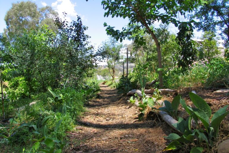 milkwood_forest_garden_01
