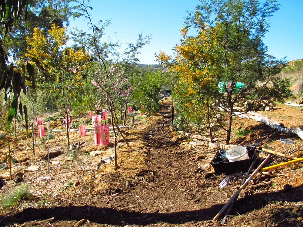 milkwood_forest_garden_07