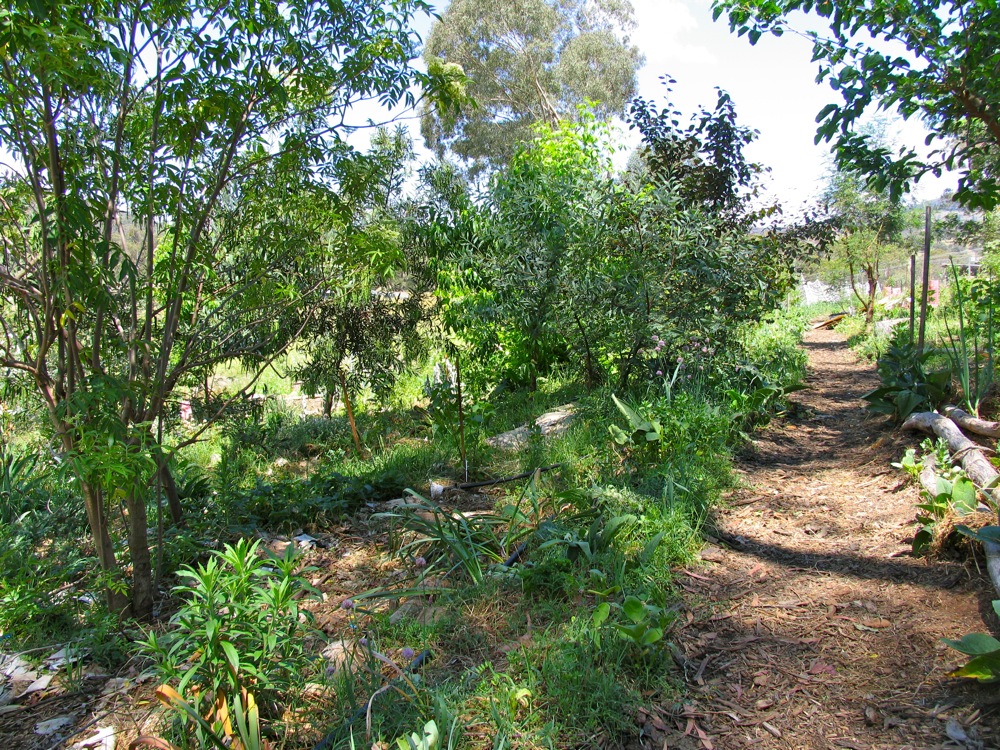 milkwood_forest_garden_08