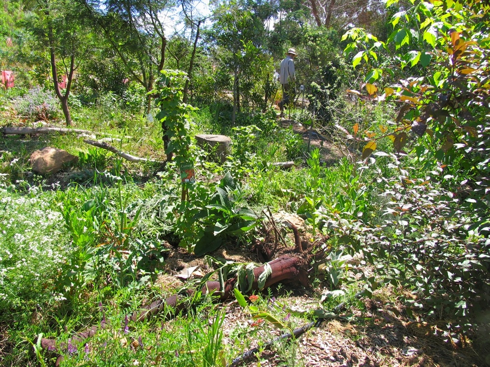 milkwood_forest_garden_09