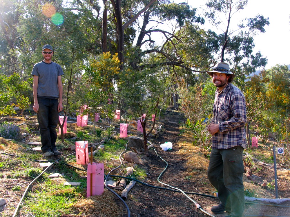 milkwood_forest_garden_11