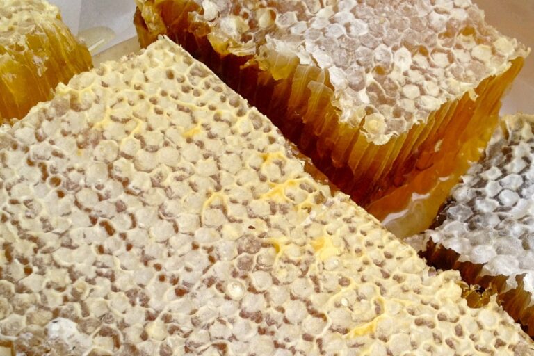 warré honeycomb harvest1