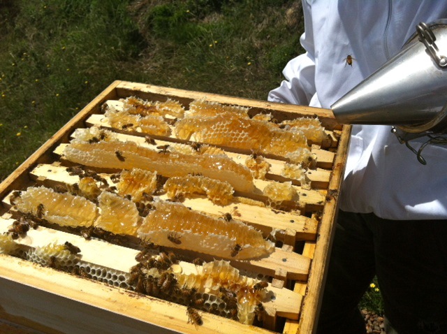 warré honeycomb harvest2