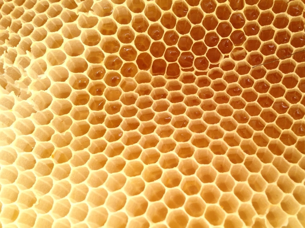 On the topography of honeycomb - Milkwood: permaculture courses, skills  + stories