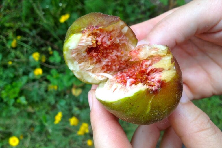 figs_3