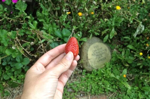 Happy_earth_02