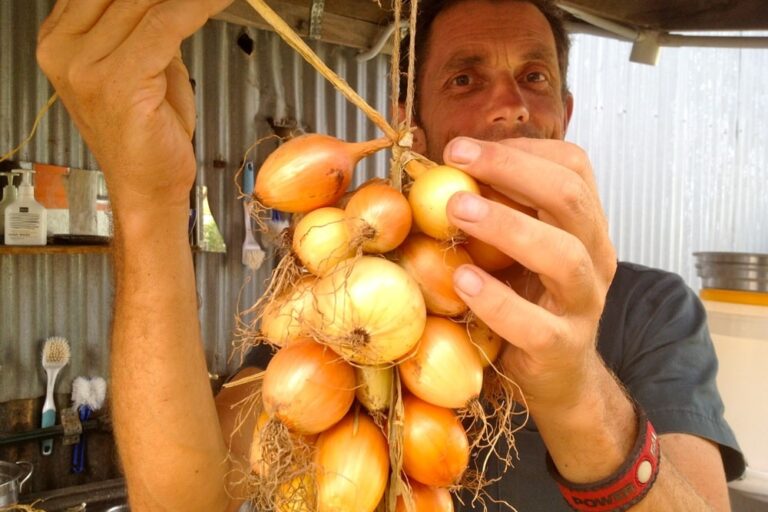 onions_1