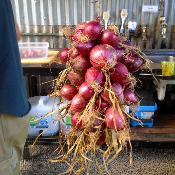 String em up storing onions Milkwood permaculture courses, skills