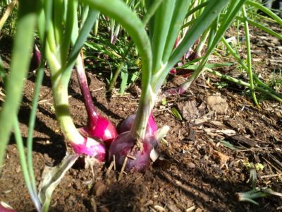 String em up - storing onions - Milkwood: permaculture courses, skills