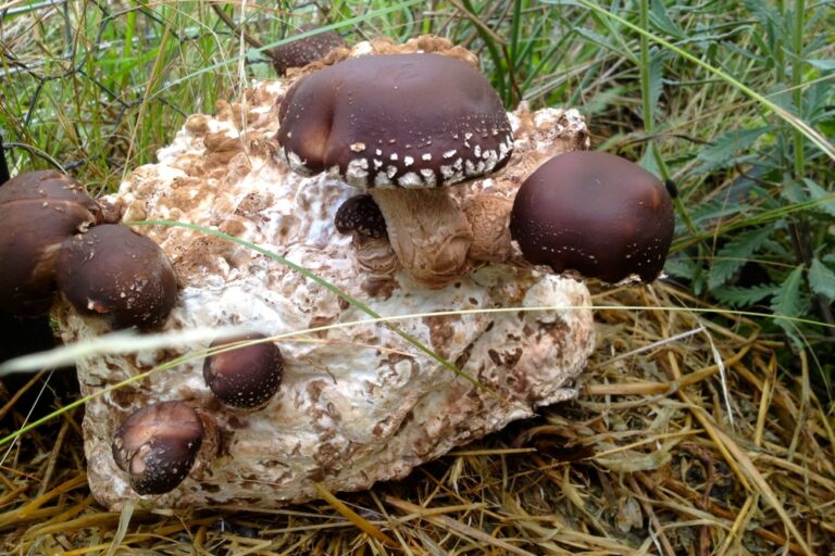 shiitake01