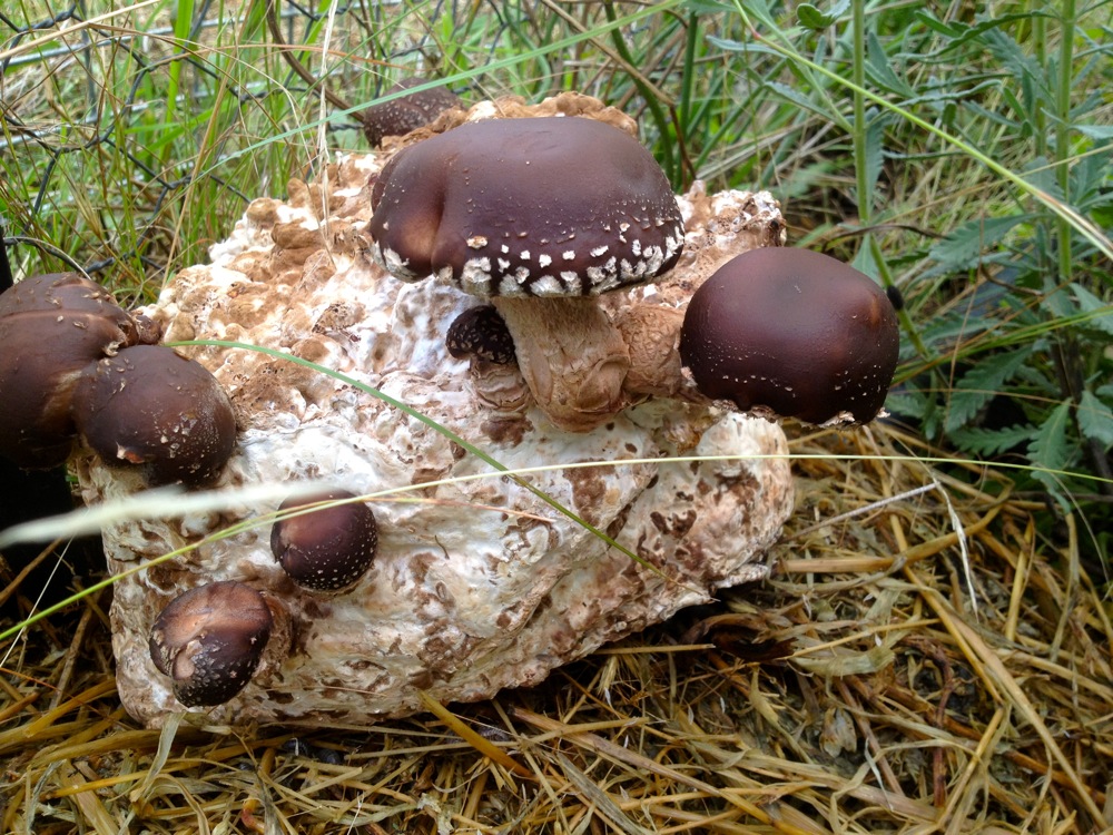 How to Grow Your Own Shiitake Mushrooms