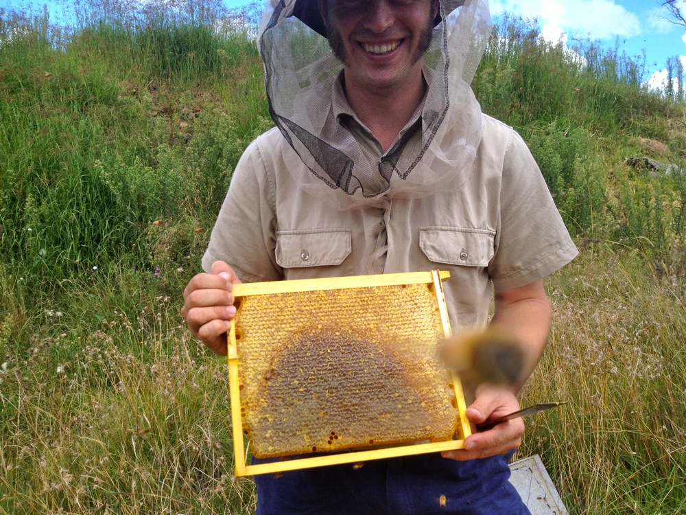 brood_comb_6