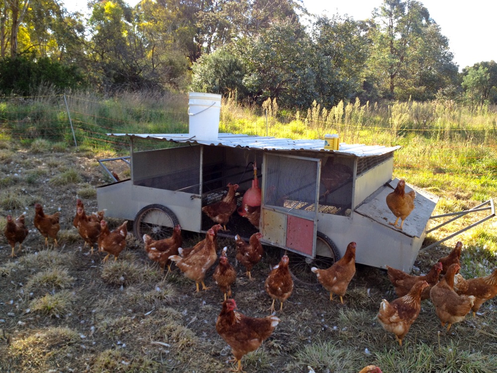 Egg Mobiles I Have Loved... - Milkwood: permaculture ...