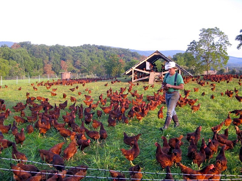 Egg Mobiles I Have Loved... - Milkwood: permaculture ...