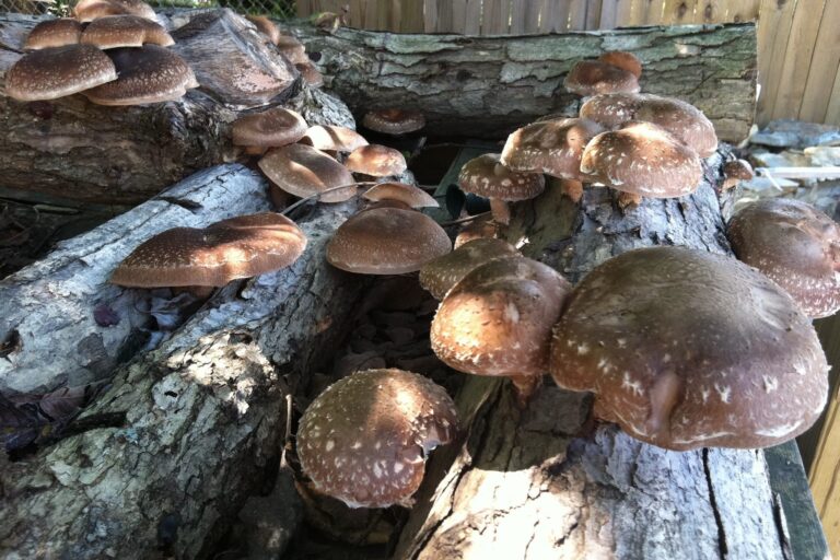 shiitake-01-09.13.11