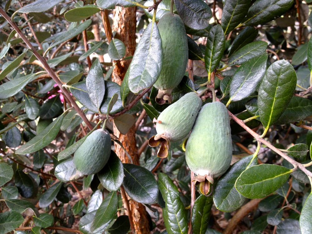 1205 feijoas - 2