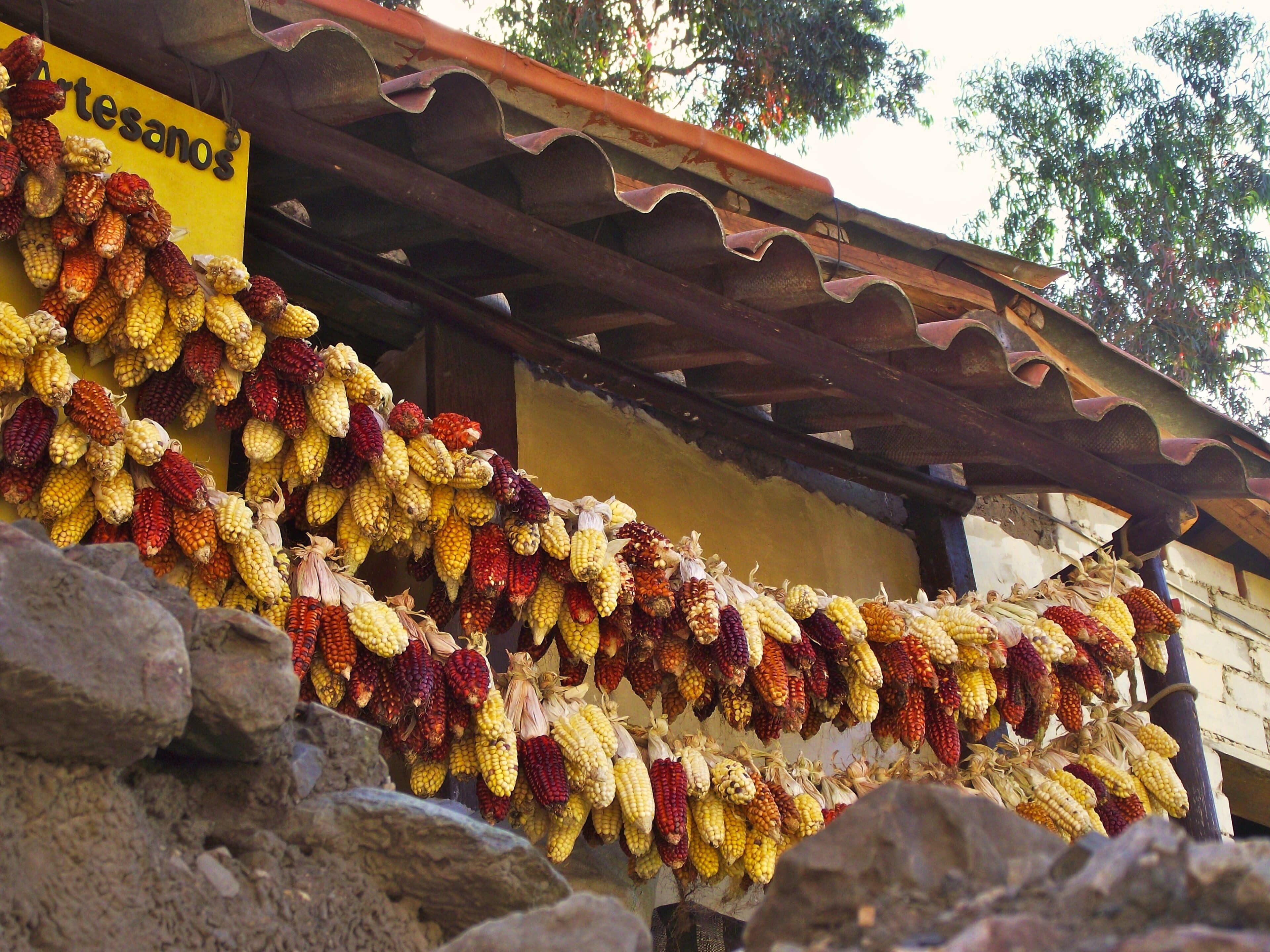 1205 indian corn - 04