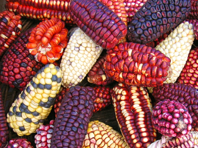 Glass Gem Corn And Other Heirloom Jewels Of The Cabinet Gem