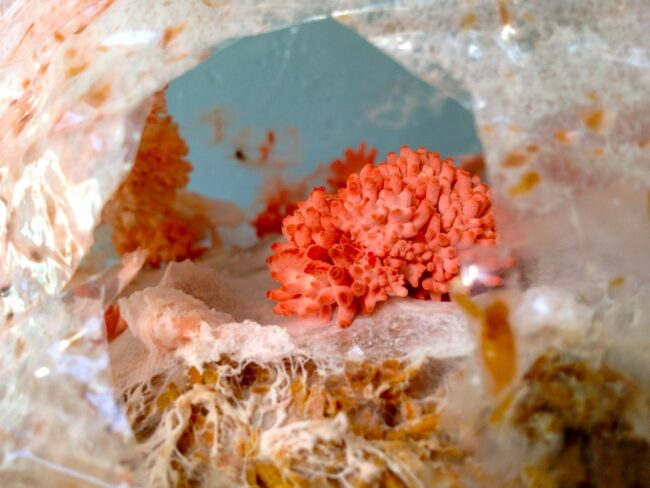 1205 pink oyster mushrooms – 1