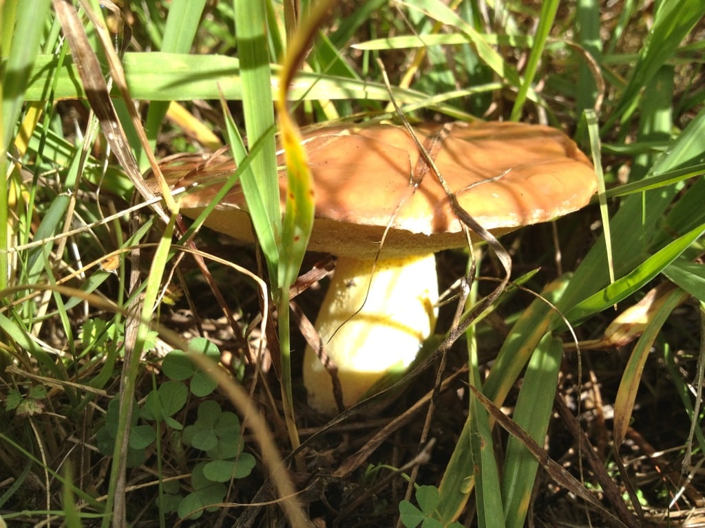 Easy Mushroom Foraging Slippery Jack (Suillus granulatus) Milkwood