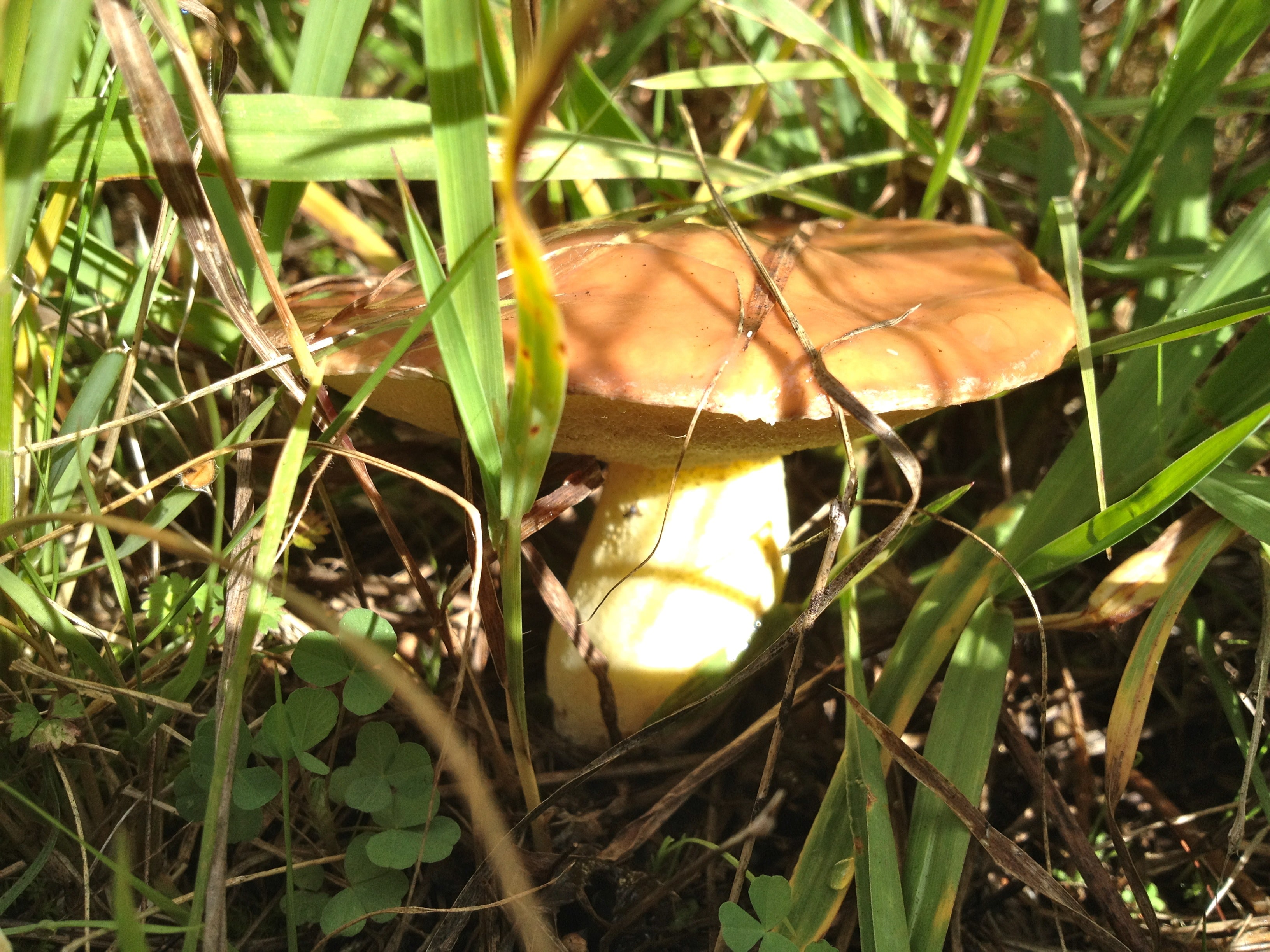 Saffron Milk Cap Mushroom • Turkey's For Life