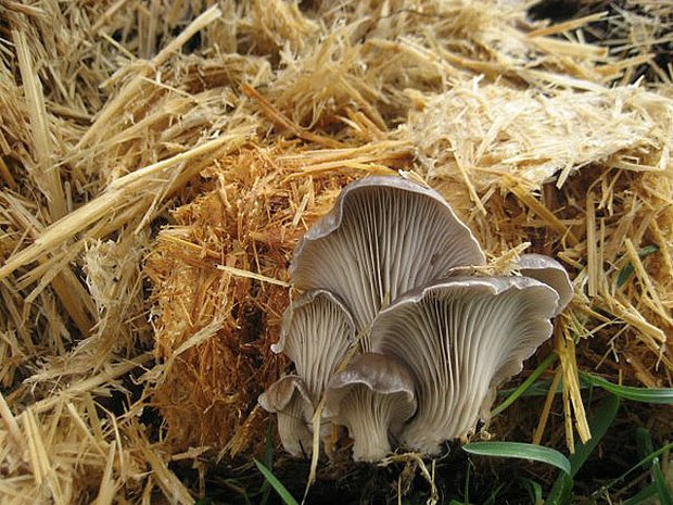 How to Grow Your Own Oyster Mushrooms on Straw - The Permaculture